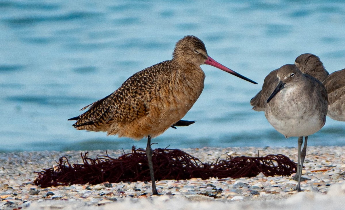 Marbled Godwit - ML644541633