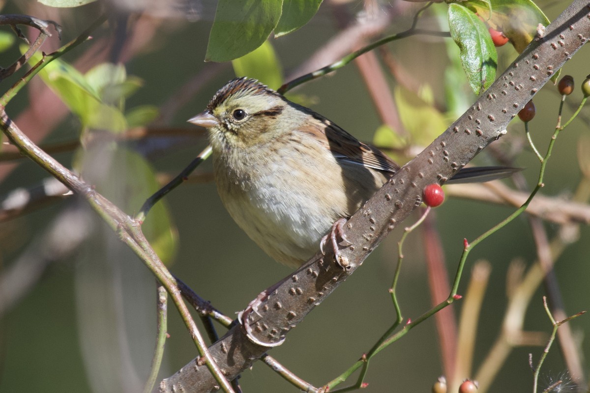 Swamp Sparrow - ML644541635