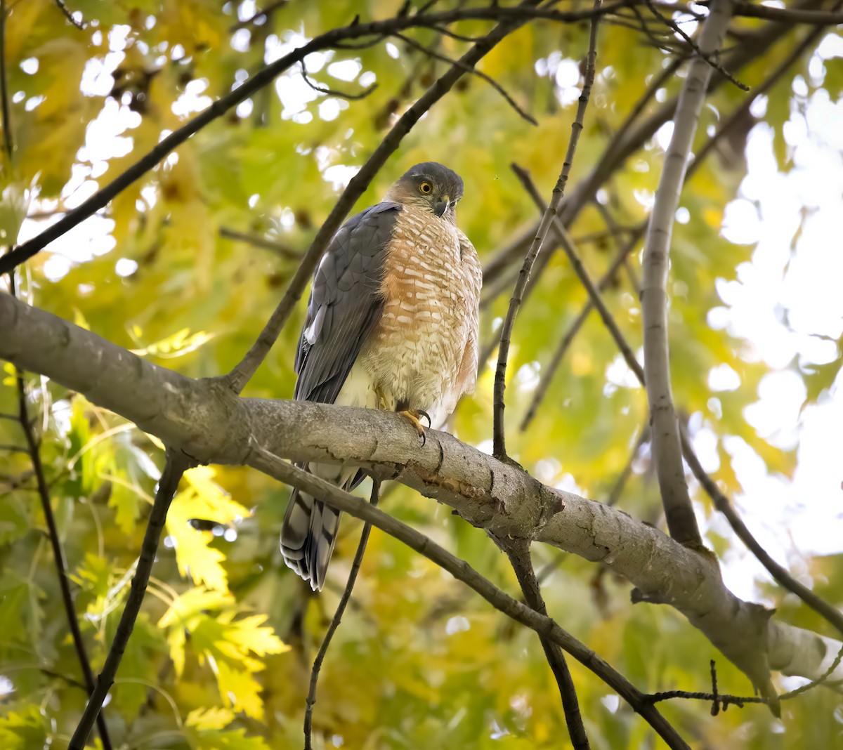 Cooper's Hawk - ML644541637