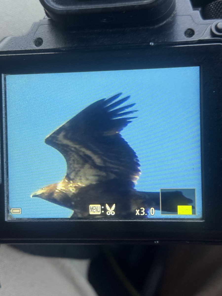 עיטם לבן-ראש - ML644541638