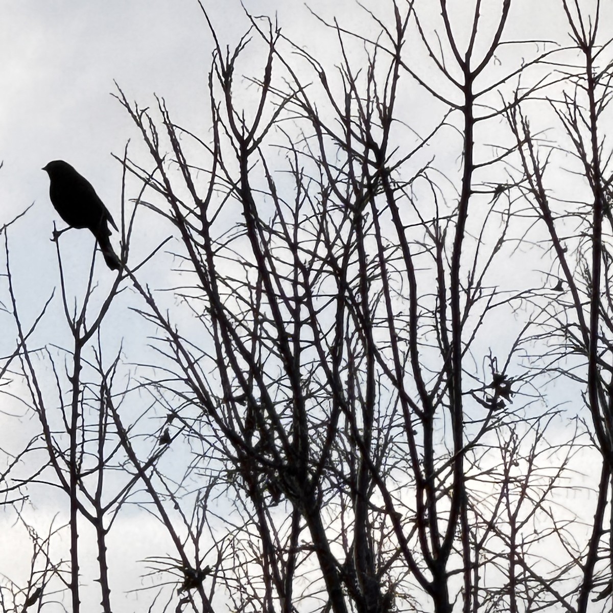 Rusty Blackbird - ML644541642
