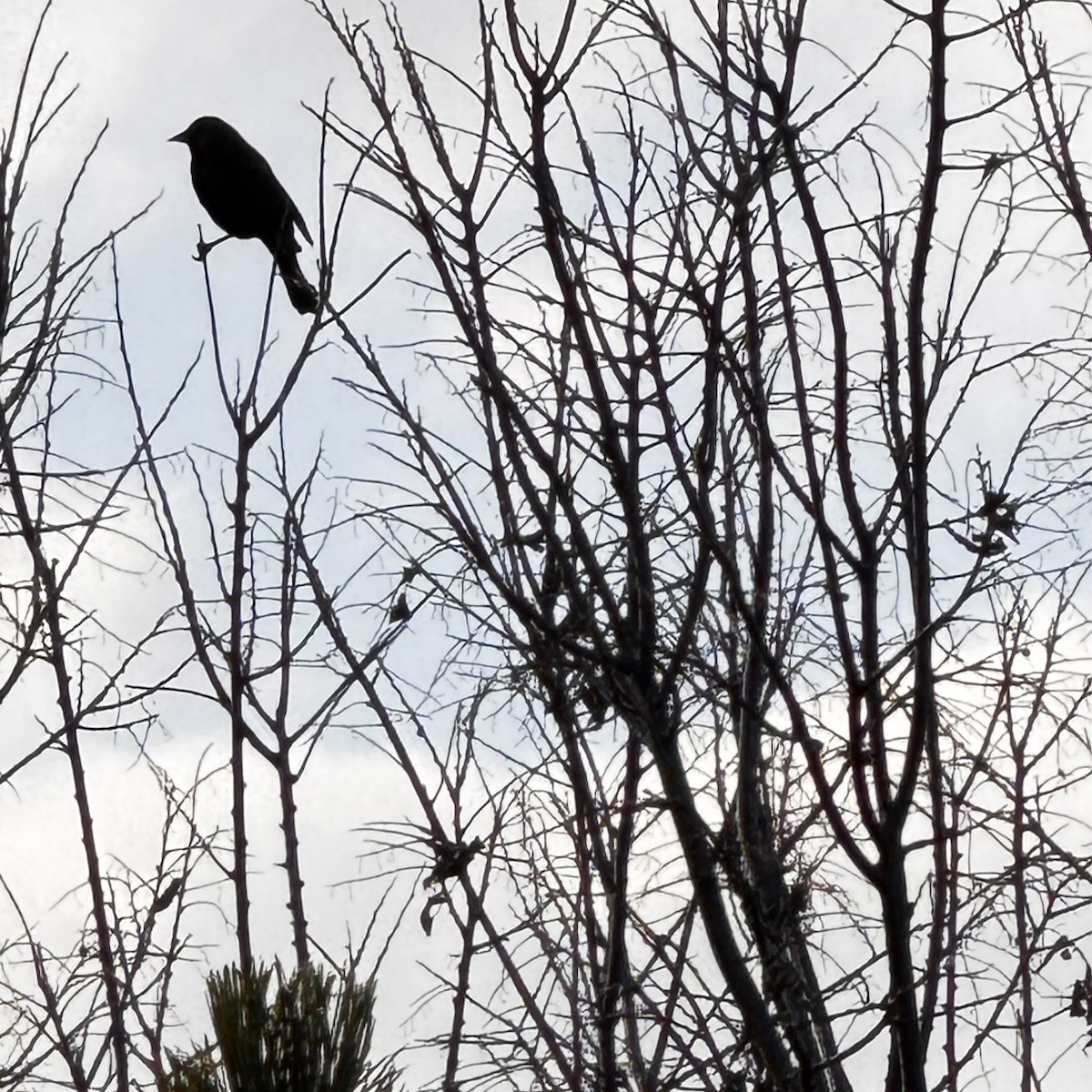 Rusty Blackbird - ML644541643