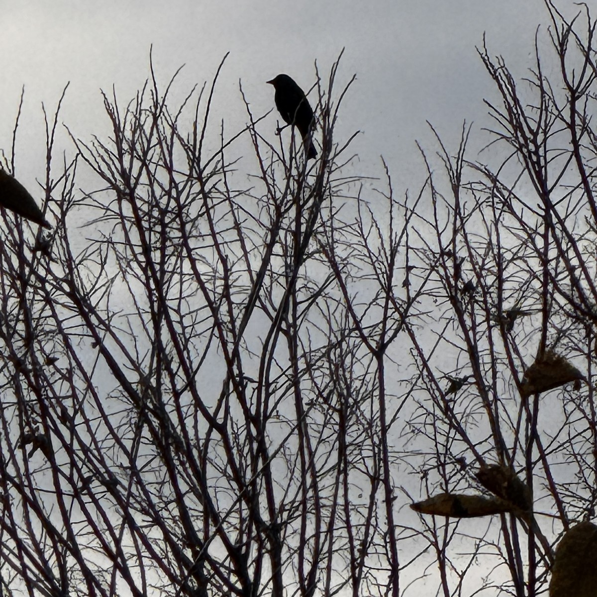 Rusty Blackbird - ML644541644