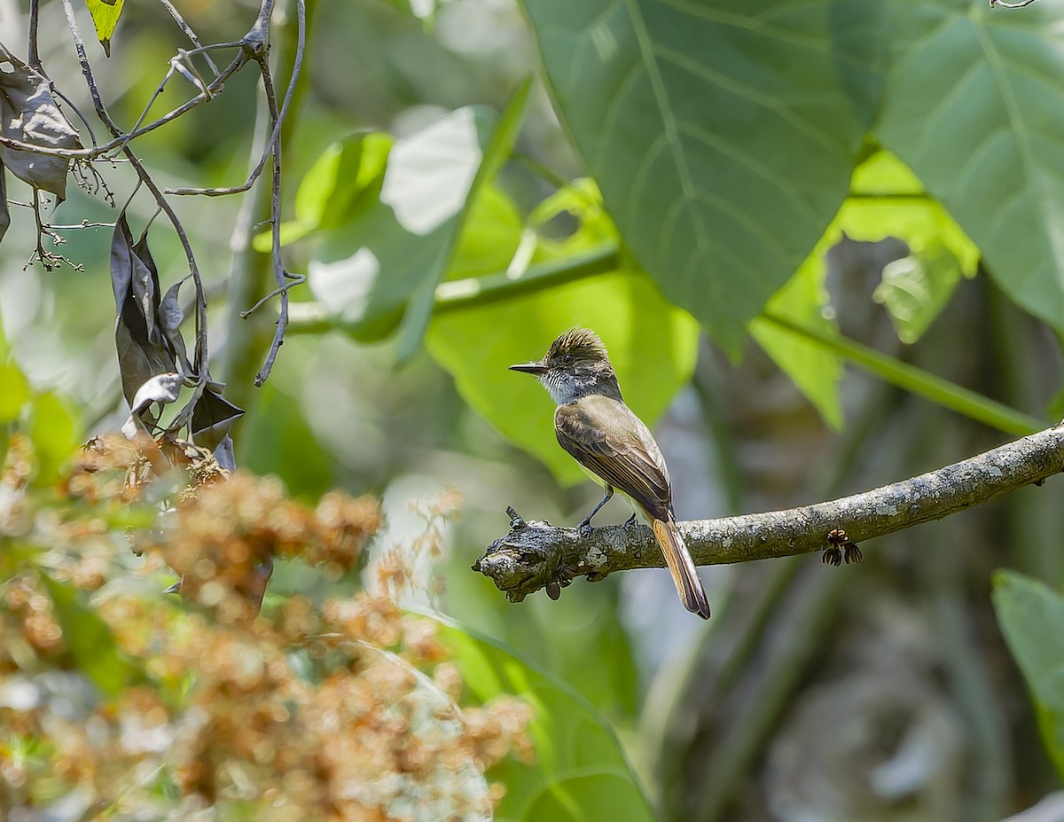 Tyran olivâtre - ML644541645