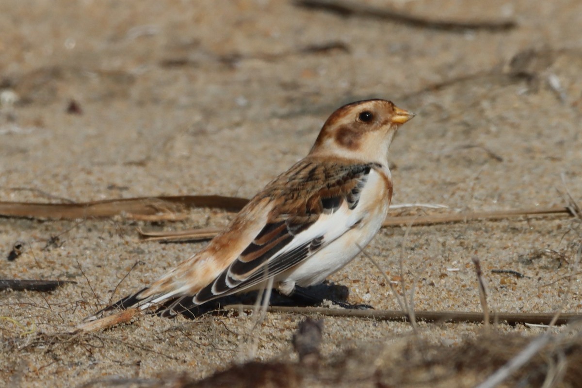 Snow Bunting - ML644541648