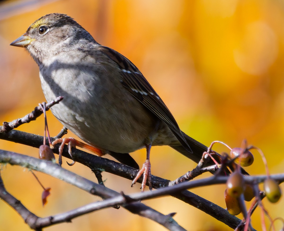 Golden-crowned Sparrow - ML644541649