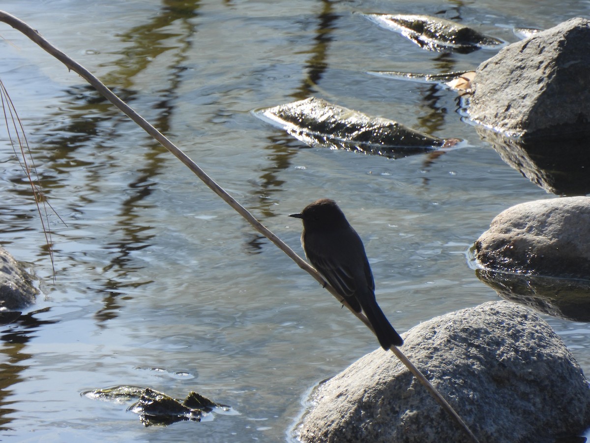 Black Phoebe - ML644541653