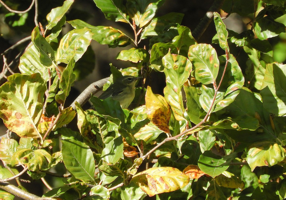 Mavi Sırtlı Ötleğen - ML644541656