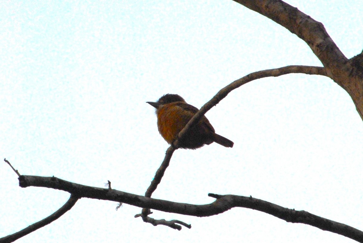 Tamatia barré - ML644541657