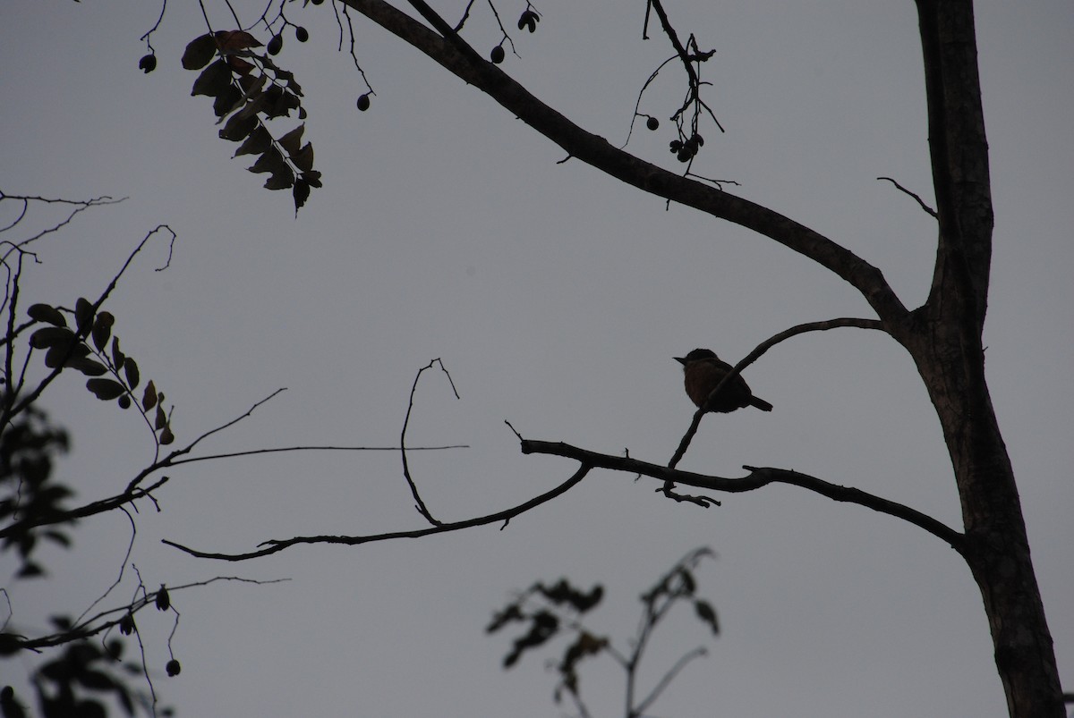 Tamatia barré - ML644541658