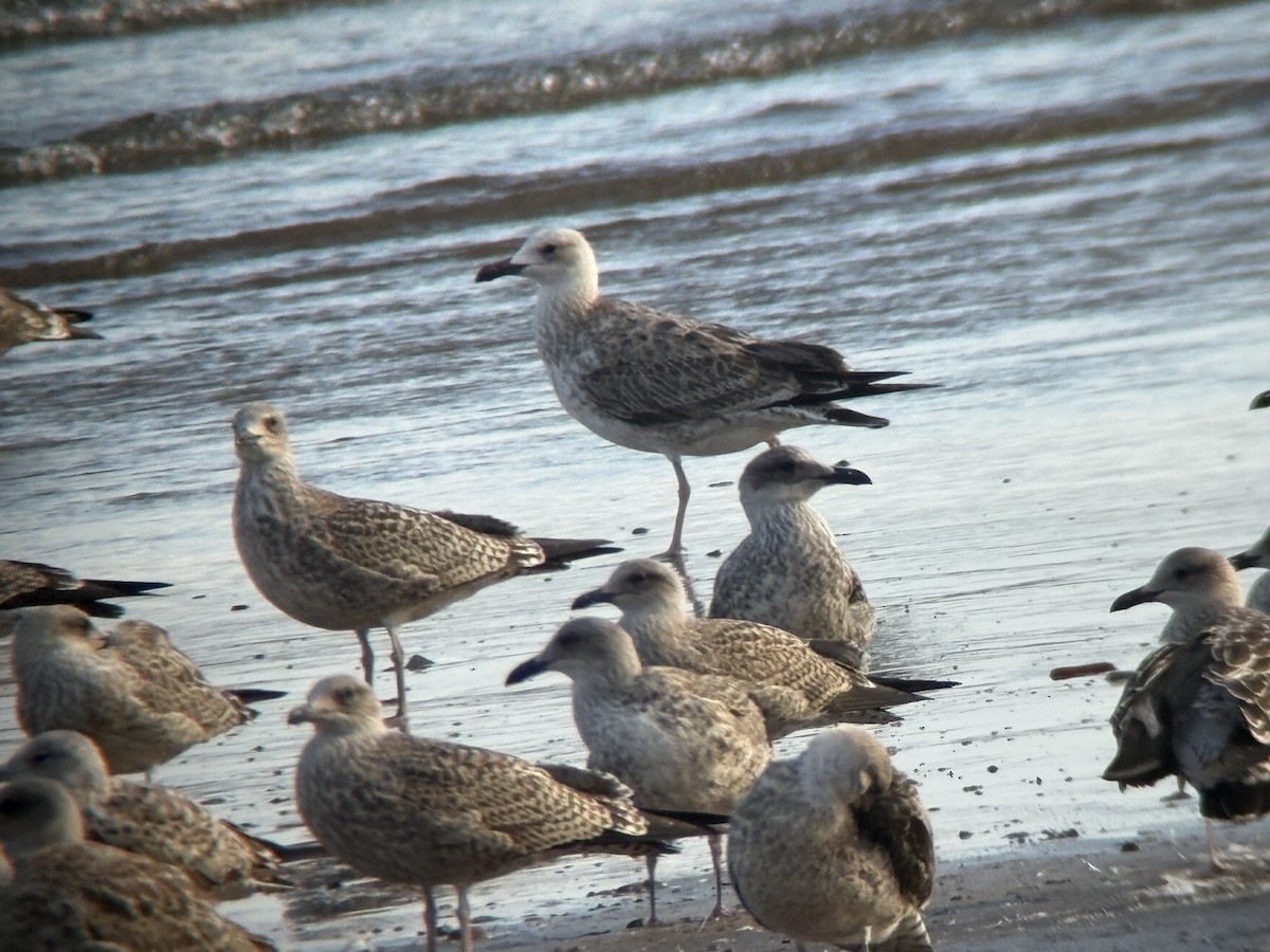 Мартин жовтоногий - ML644541660