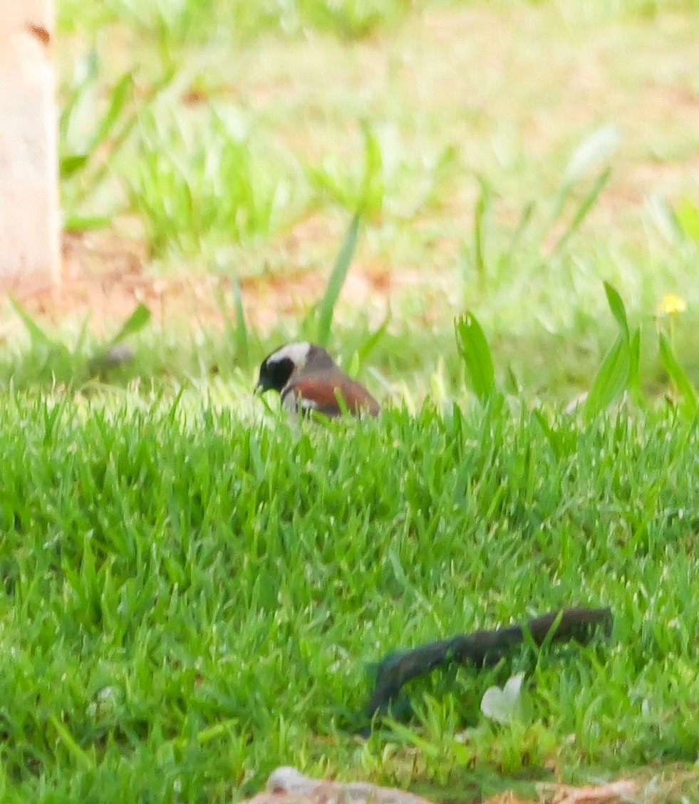 Cape Sparrow - ML644541664