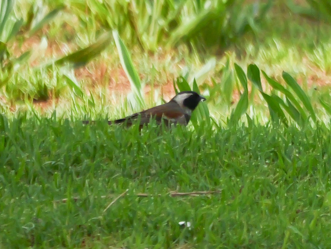 Cape Sparrow - ML644541665