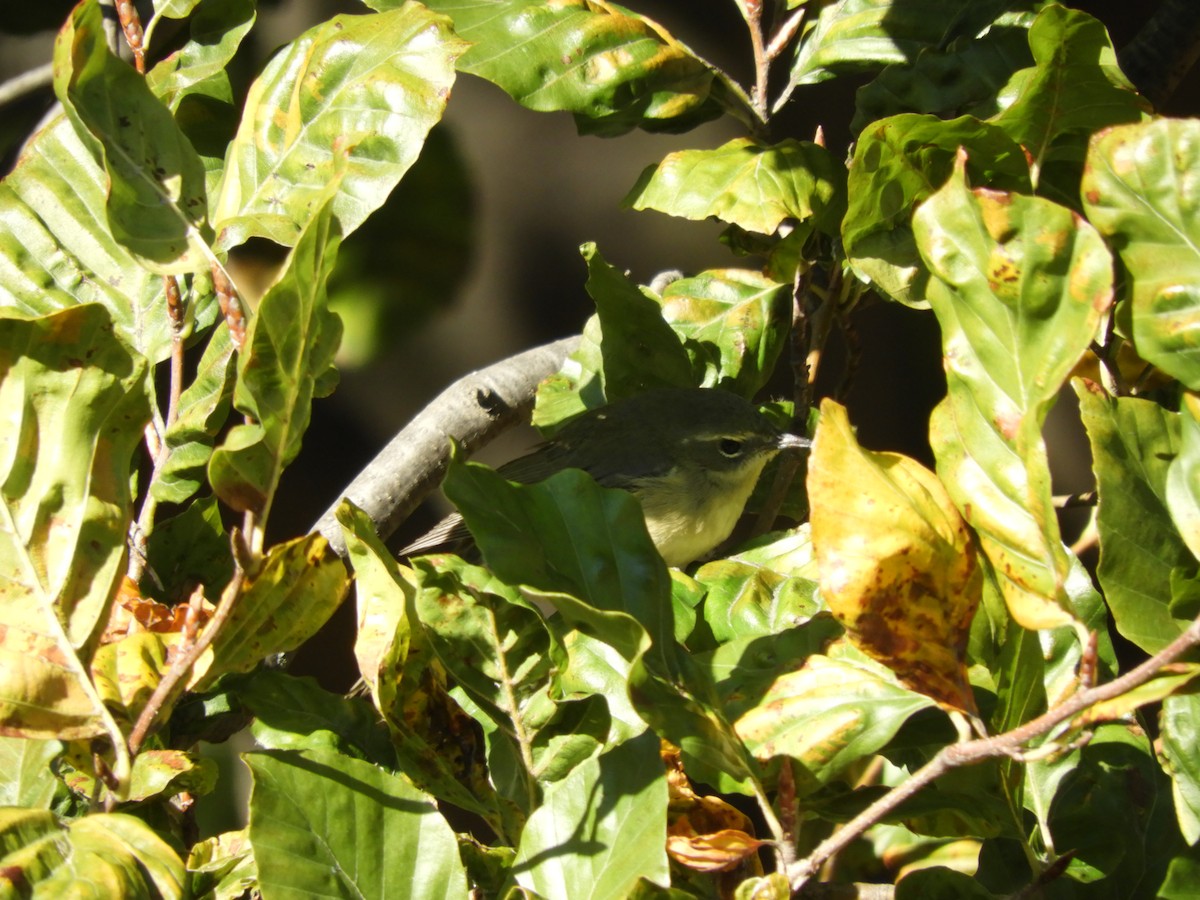 Mavi Sırtlı Ötleğen - ML644541668