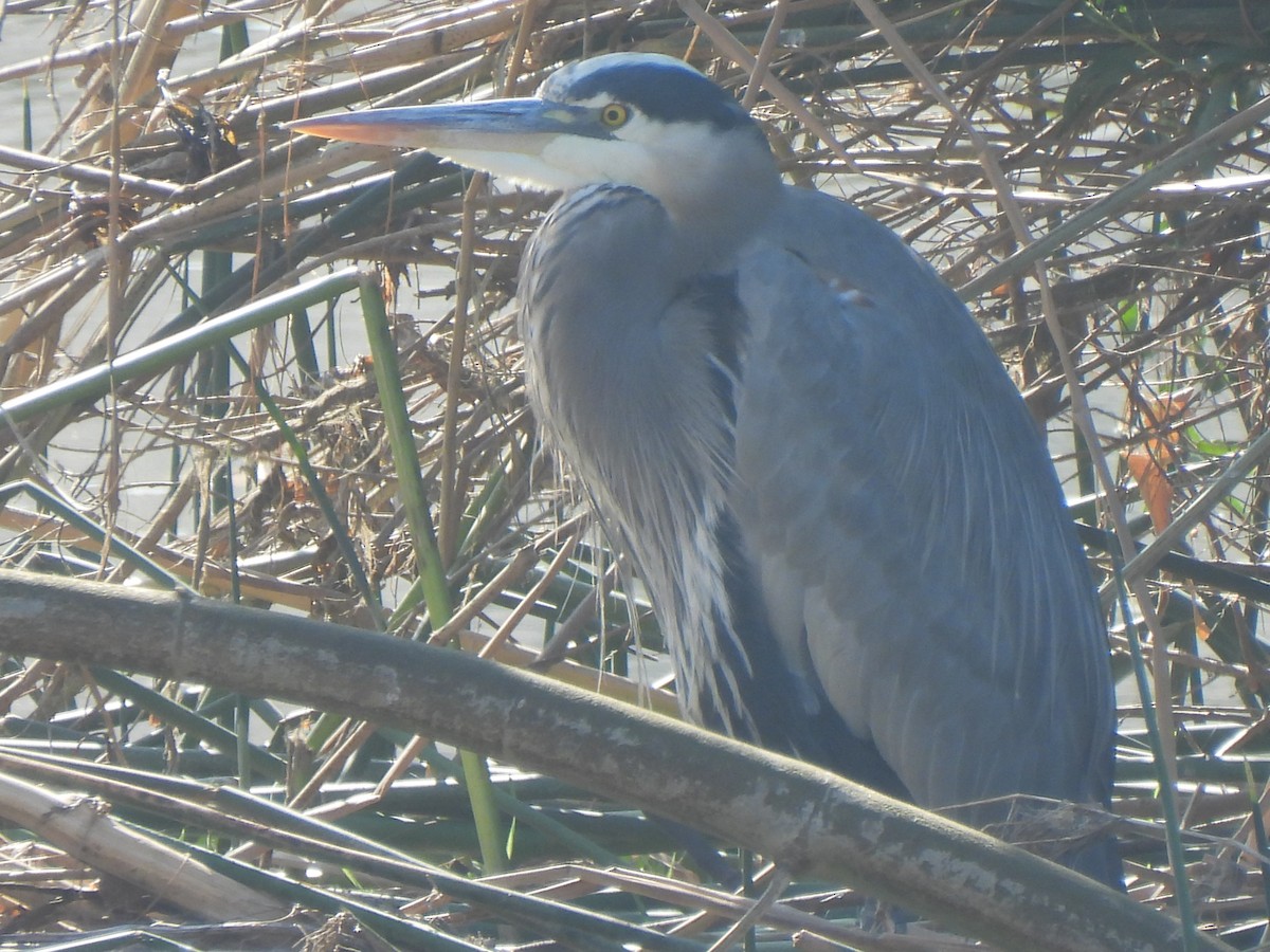 Great Blue Heron - ML644541673