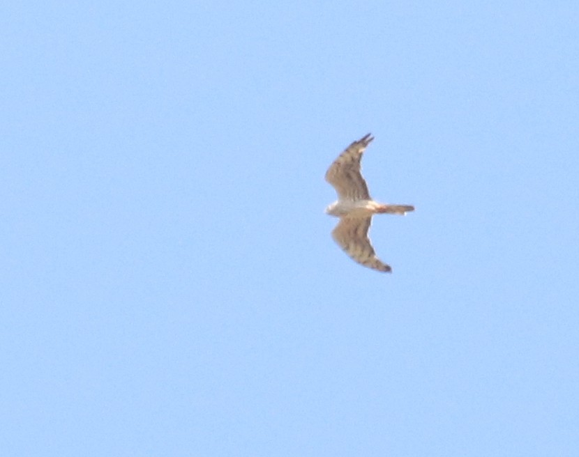 Montagu's Harrier - ML644541674