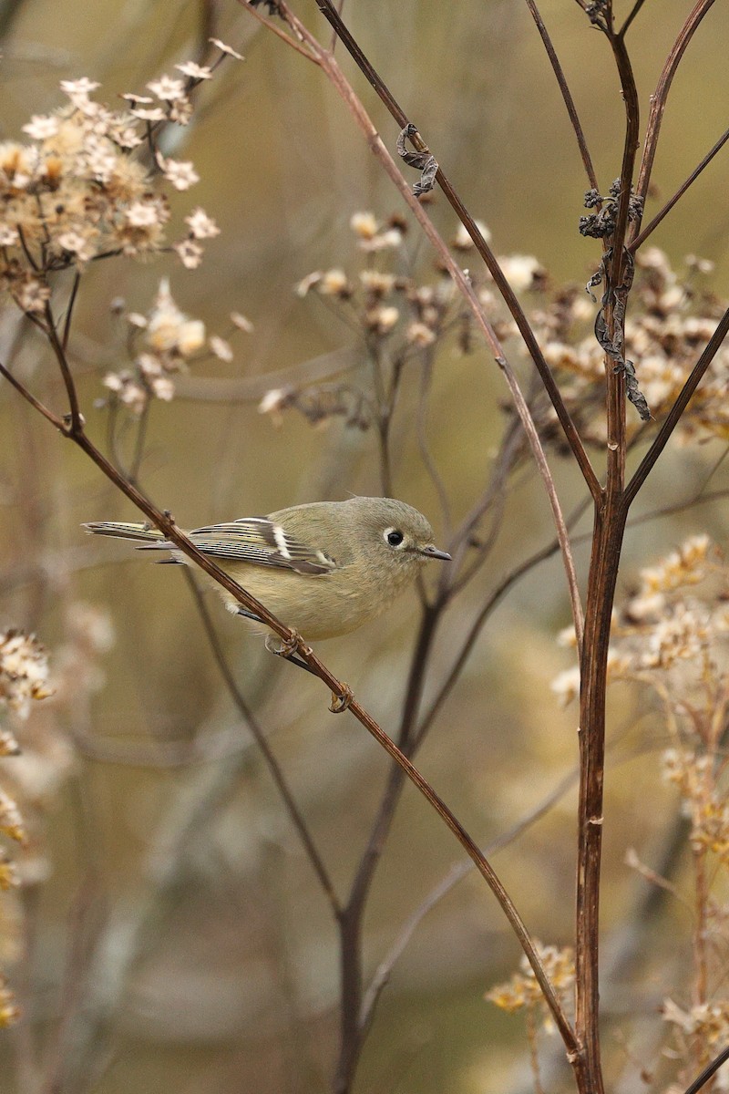 ルビーキクイタダキ - ML644541678