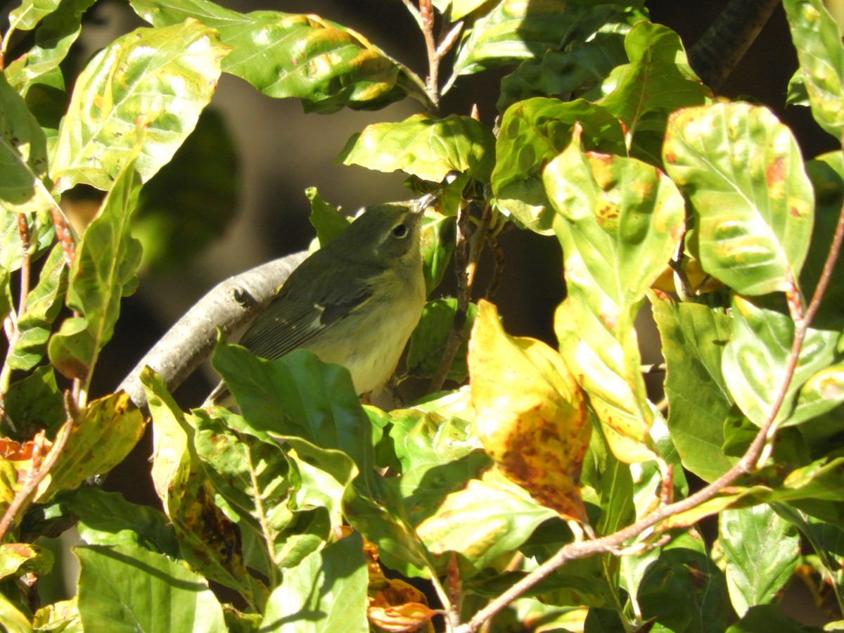 Mavi Sırtlı Ötleğen - ML644541679