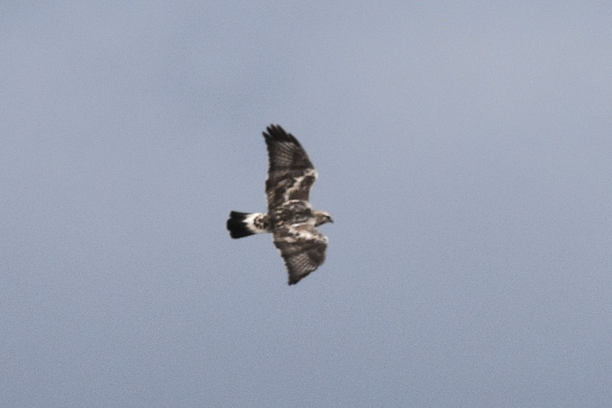 ケアシノスリ - ML644541680