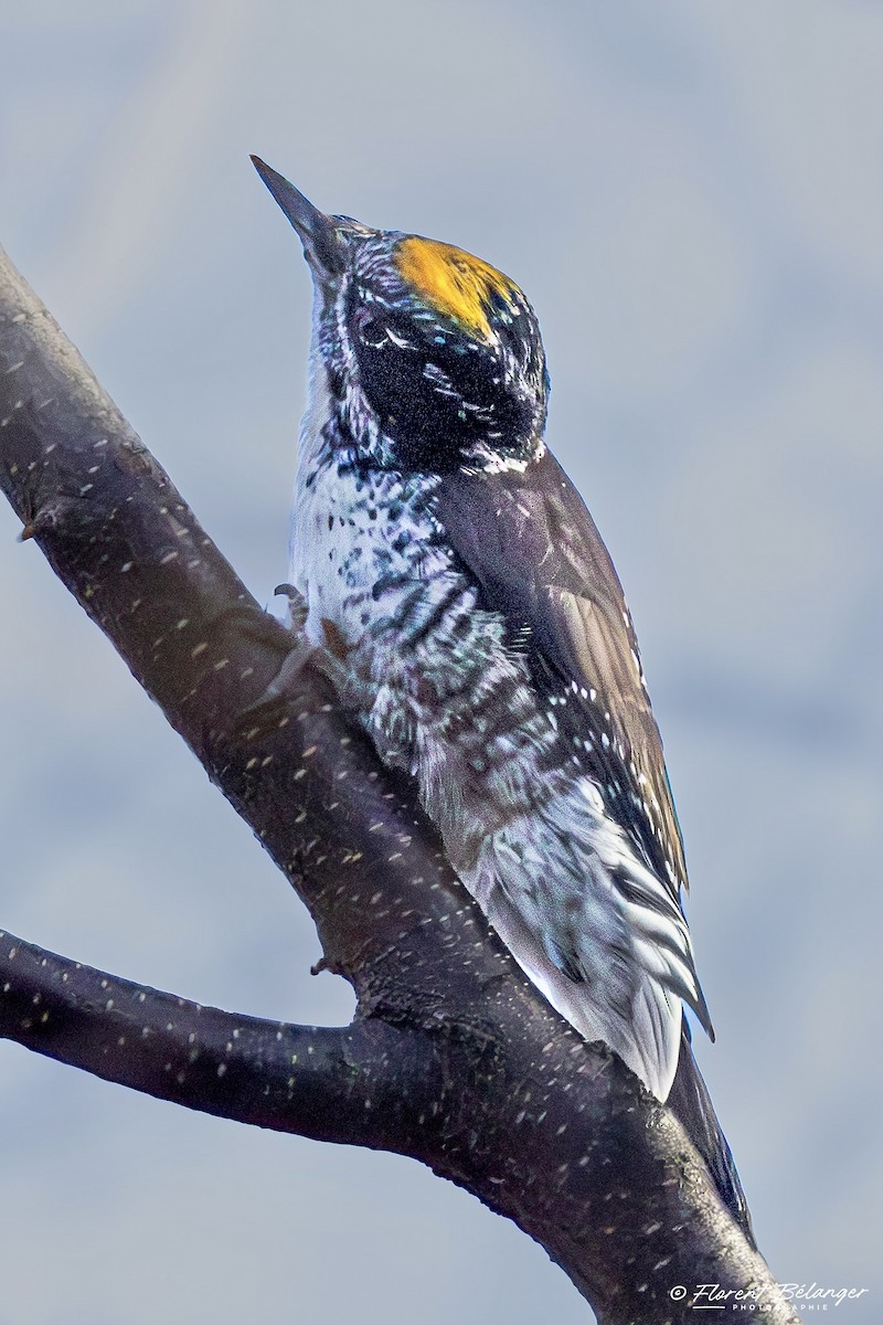 アメリカミユビゲラ - ML644541687