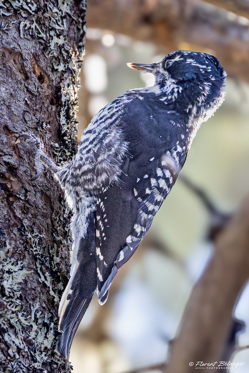 アメリカミユビゲラ - ML644541688