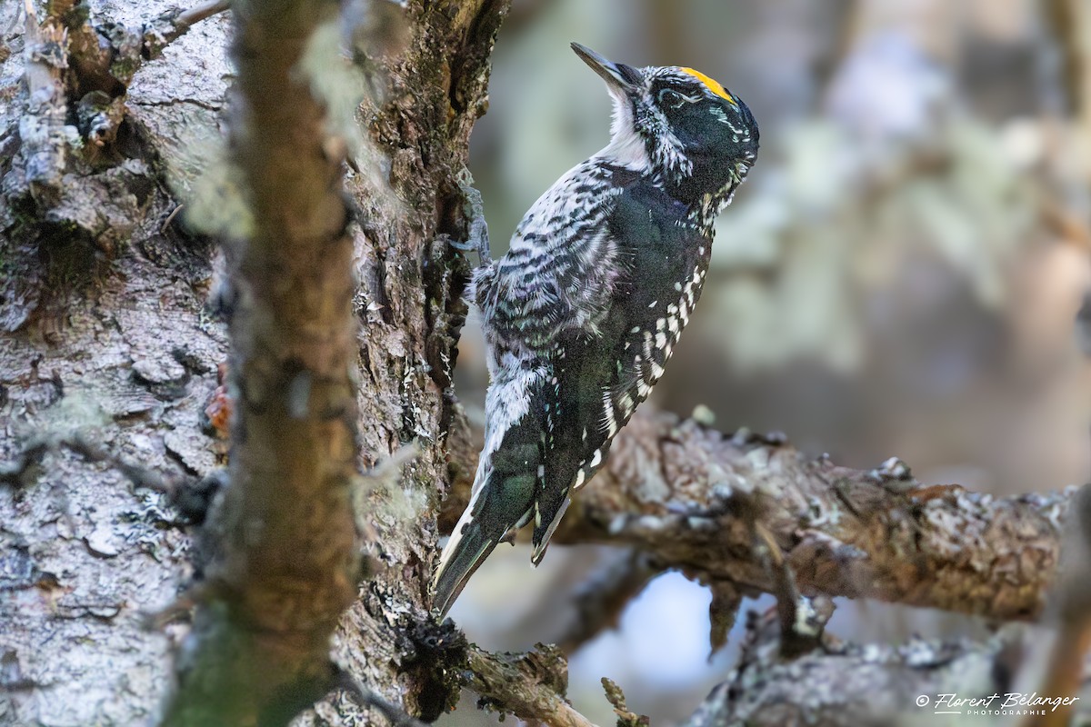 アメリカミユビゲラ - ML644541689