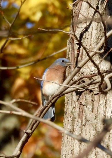 Merlebleu de l'Est - ML644541697