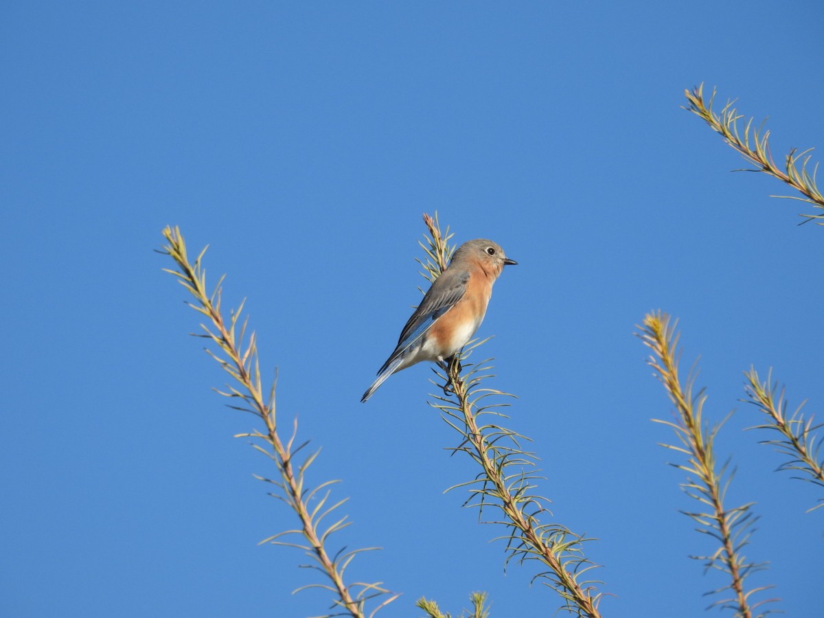 Merlebleu de l'Est - ML644541698