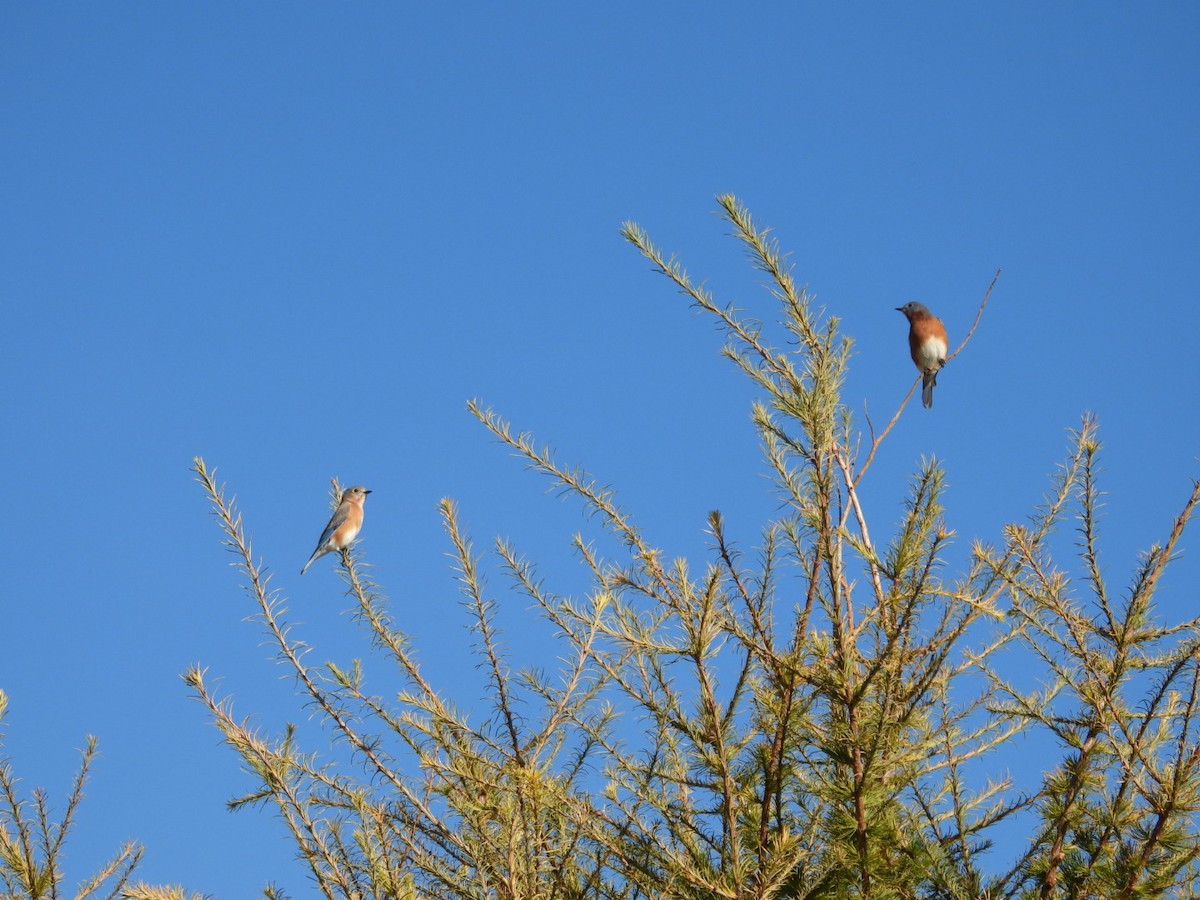 Merlebleu de l'Est - ML644541699