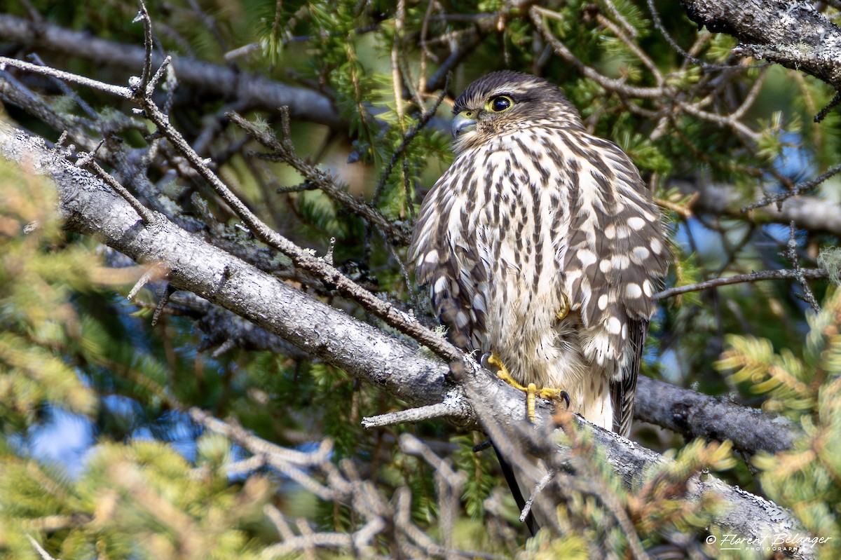 コチョウゲンボウ - ML644541706