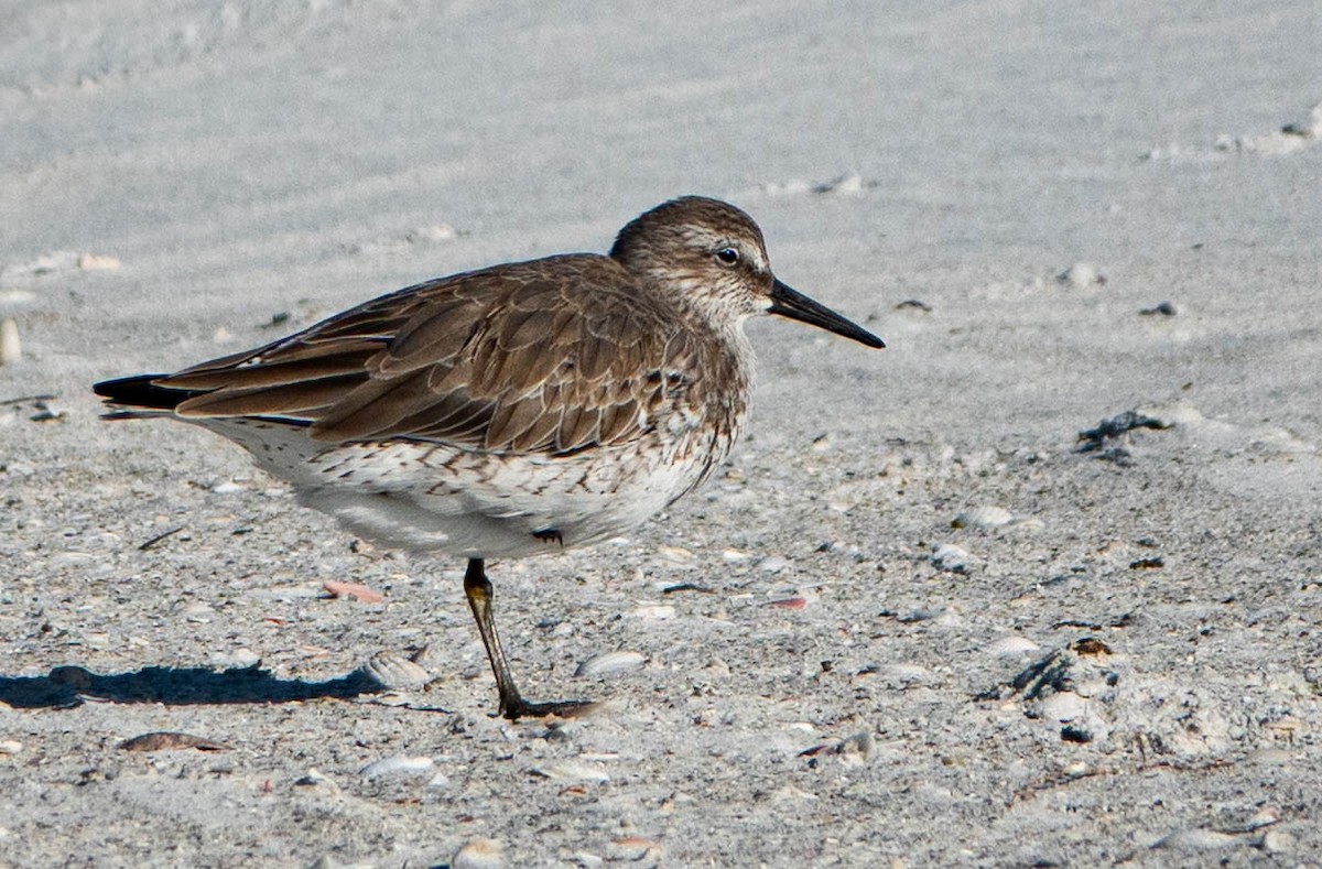 Шармаг элсэг - ML644541708