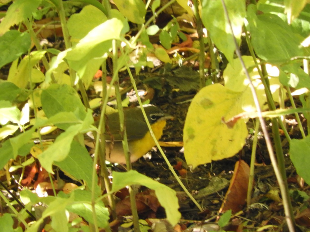 Yellow-breasted Chat - ML644541717