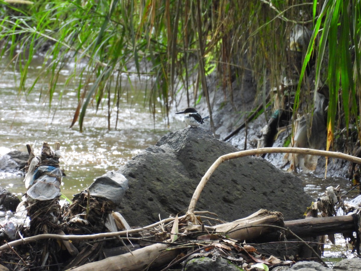 Green Kingfisher - ML644541724