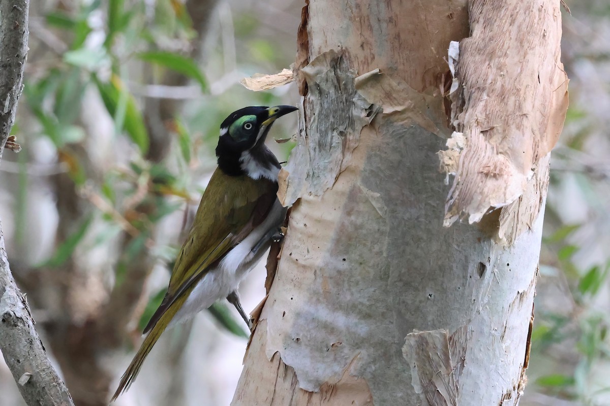 Blue-faced Honeyeater - ML644541727