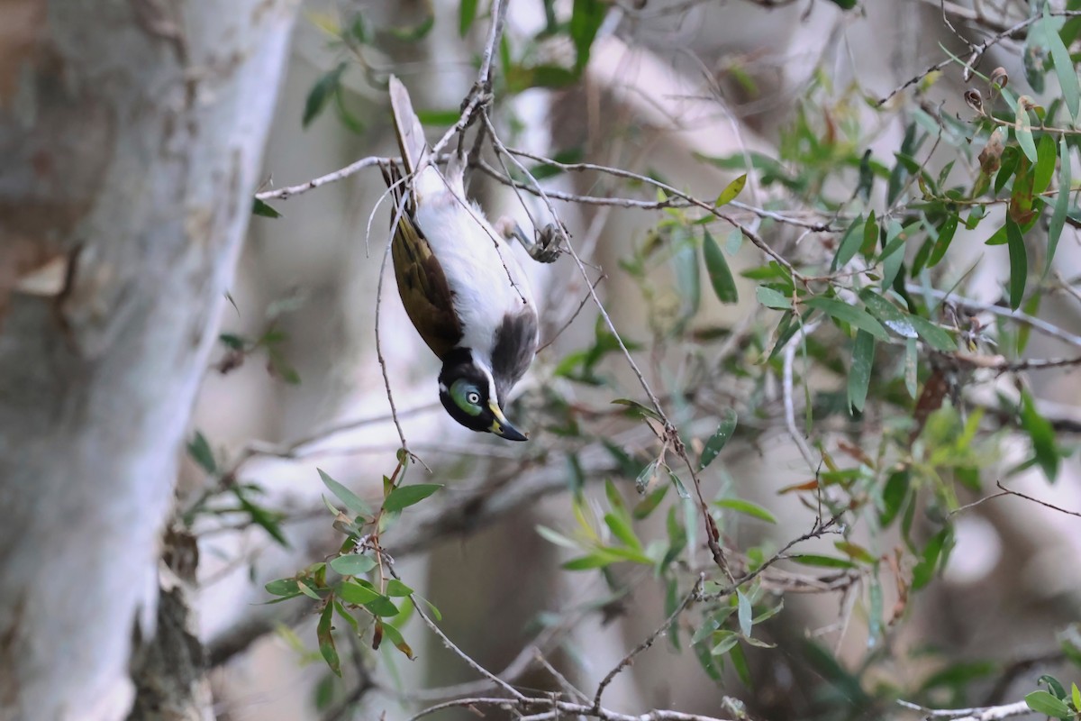 Blue-faced Honeyeater - ML644541728