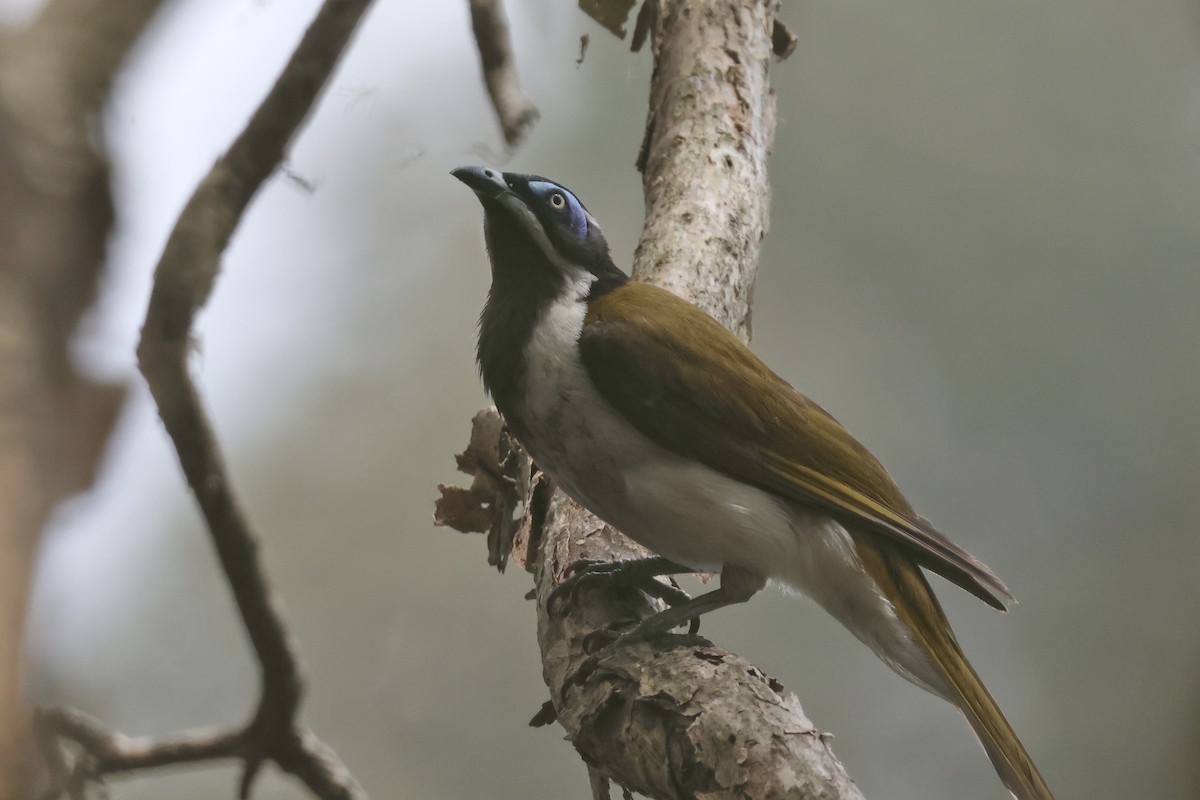 Blue-faced Honeyeater - ML644541729