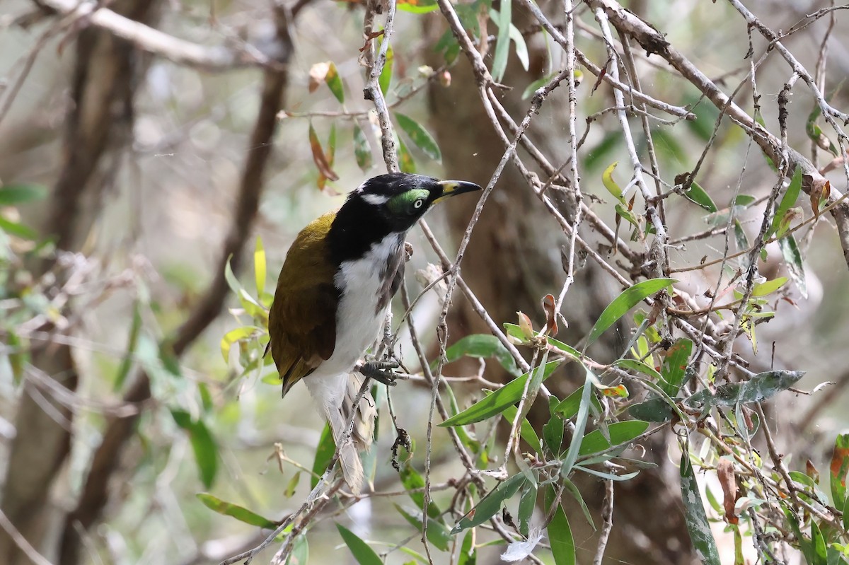 Blue-faced Honeyeater - ML644541730