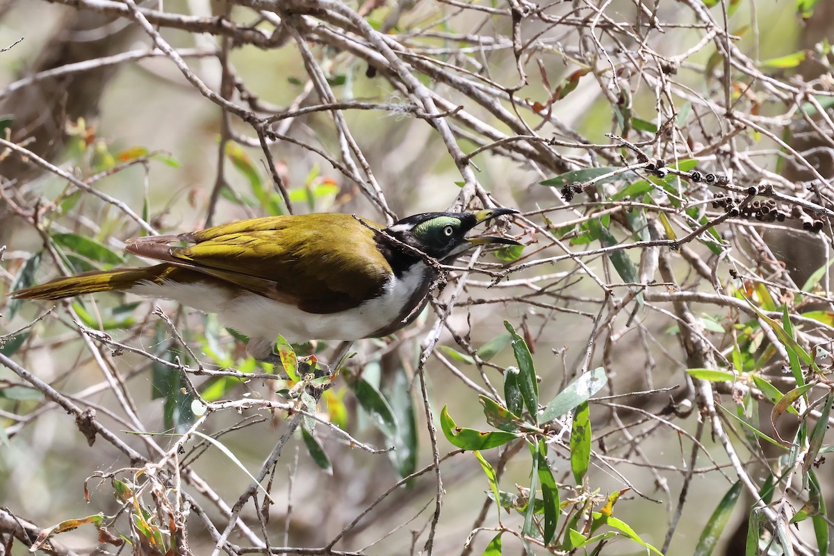 Blue-faced Honeyeater - ML644541731