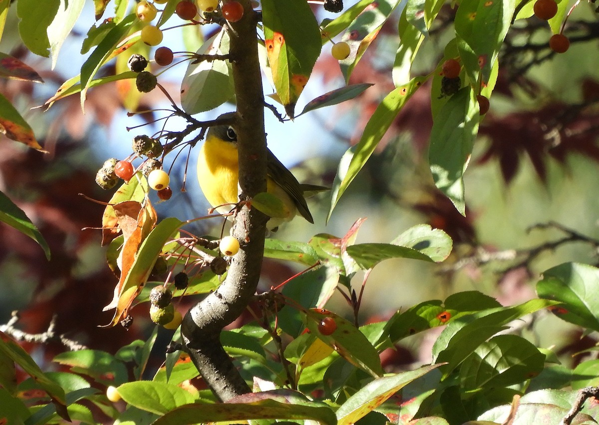 Yellow-breasted Chat - ML644541733