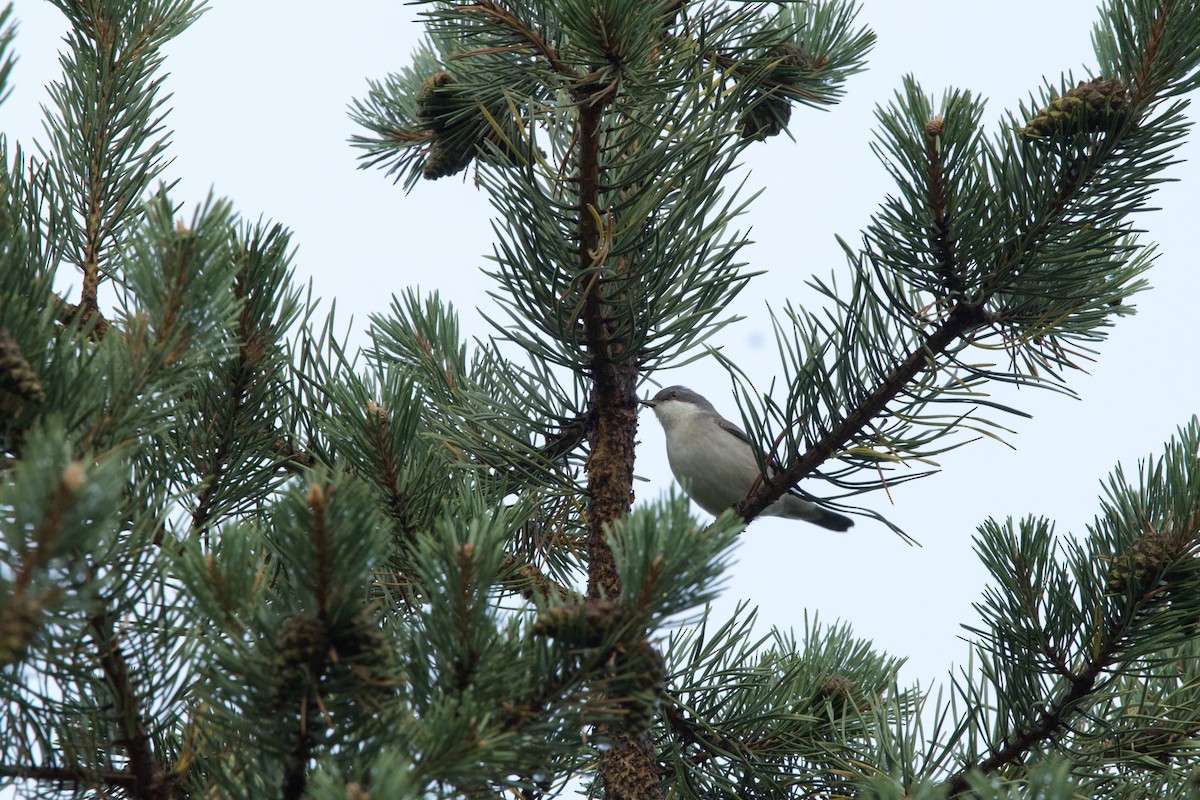 Тарчигнаа зэржгэнэ - ML644541736