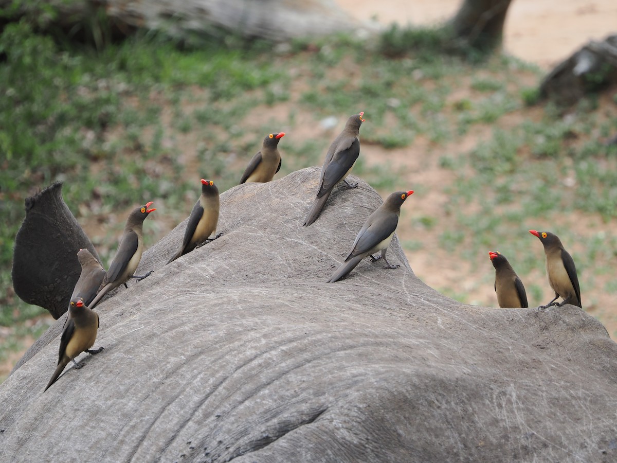 Red-billed Oxpecker - ML644541737