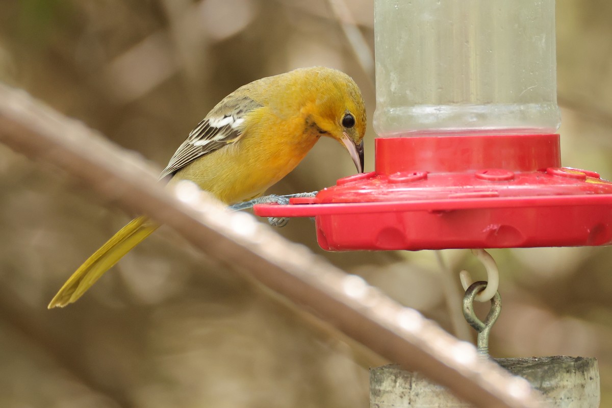 Hooded Oriole - ML644541738