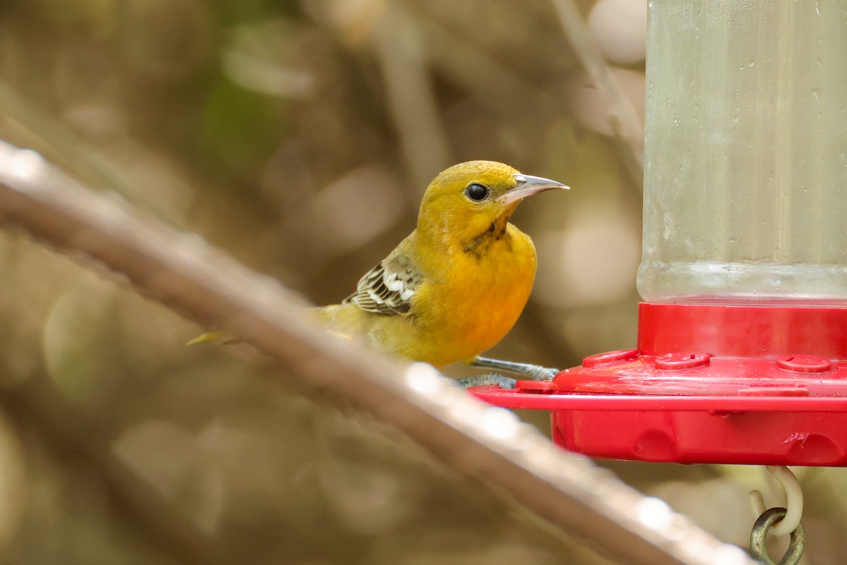Hooded Oriole - ML644541739