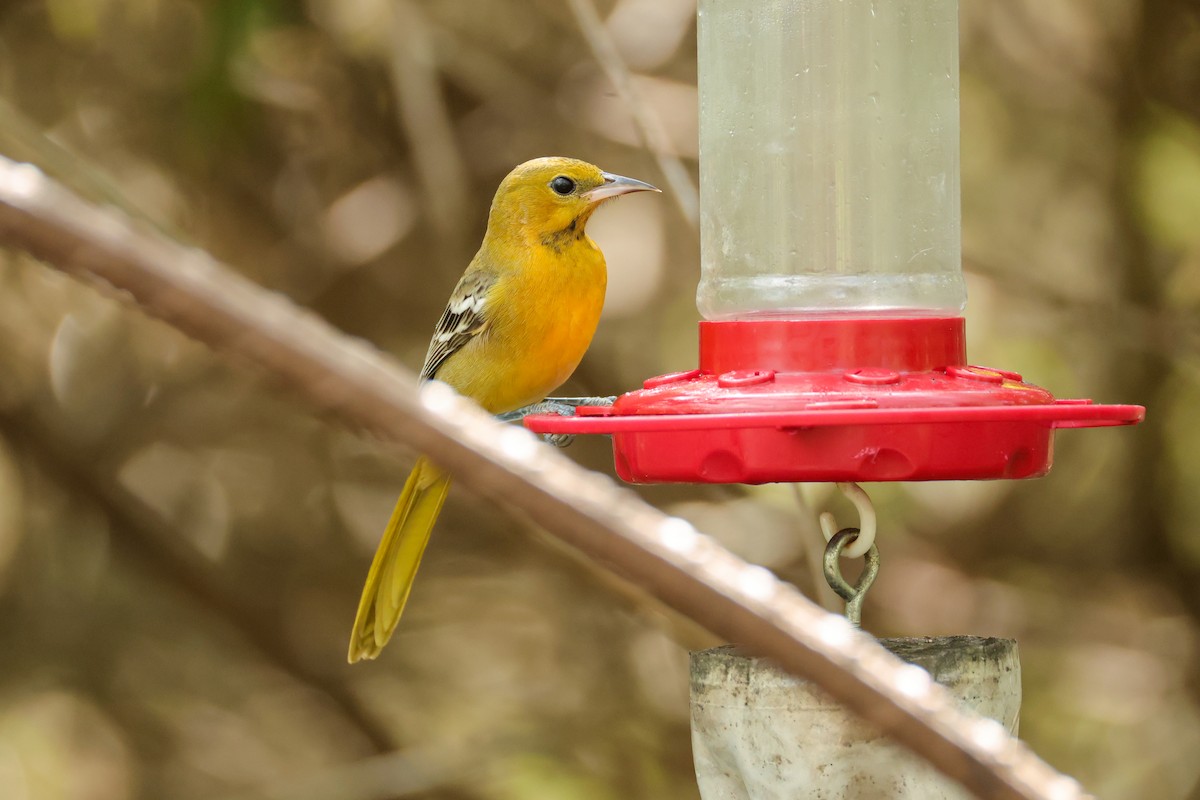 Hooded Oriole - ML644541740