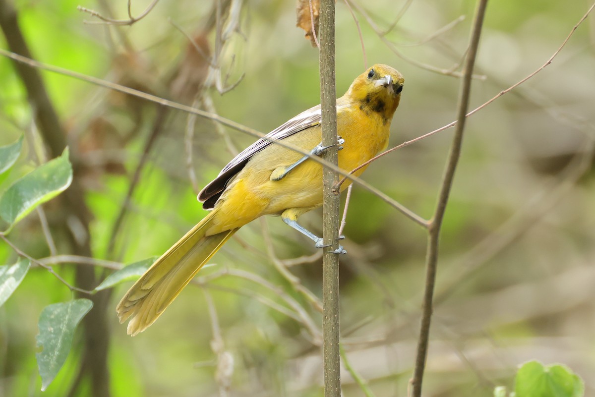 Hooded Oriole - ML644541741