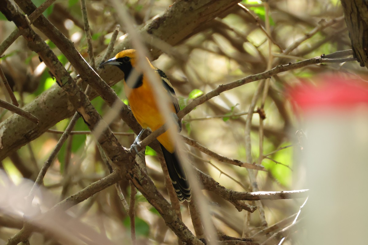 Hooded Oriole - ML644541742