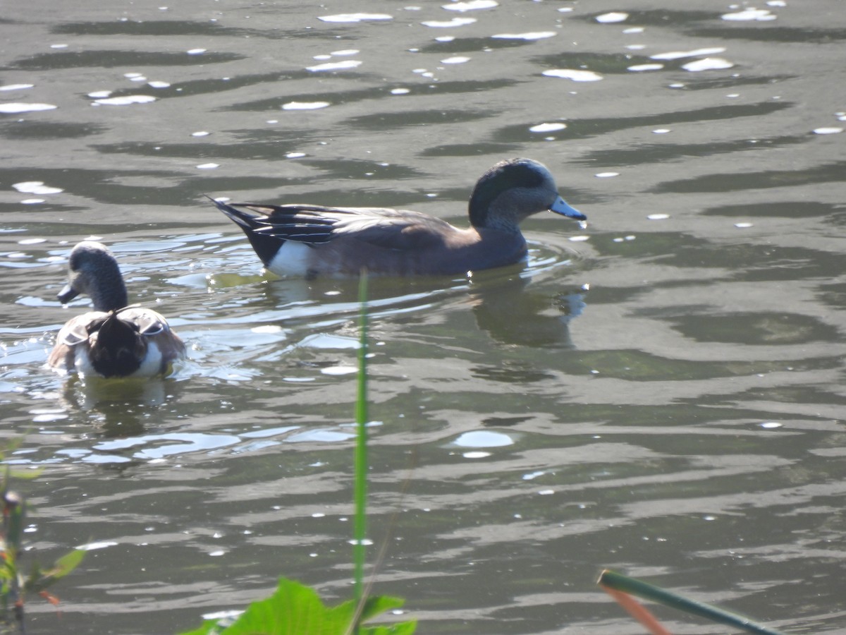 American Wigeon - ML644541743