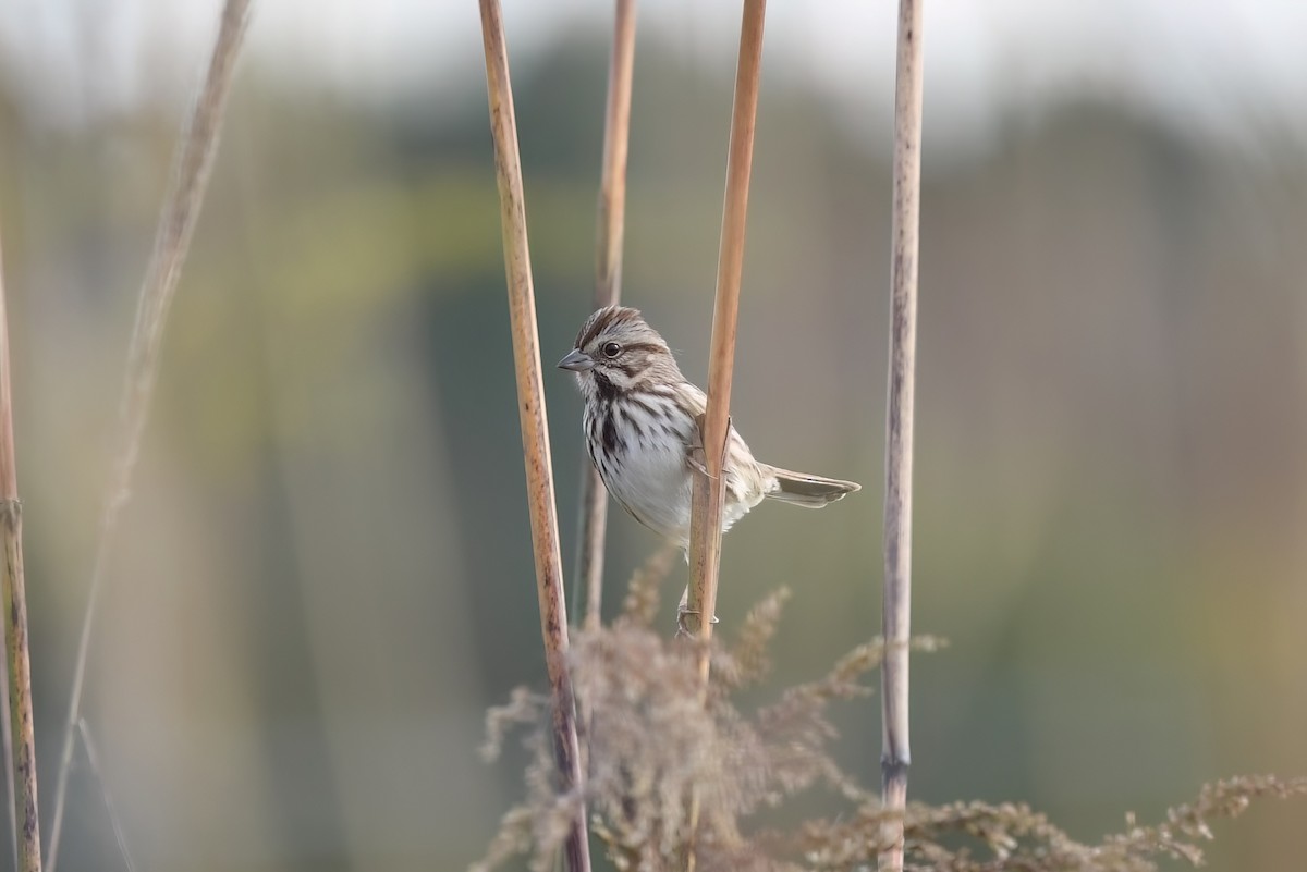 Song Sparrow - ML644541744