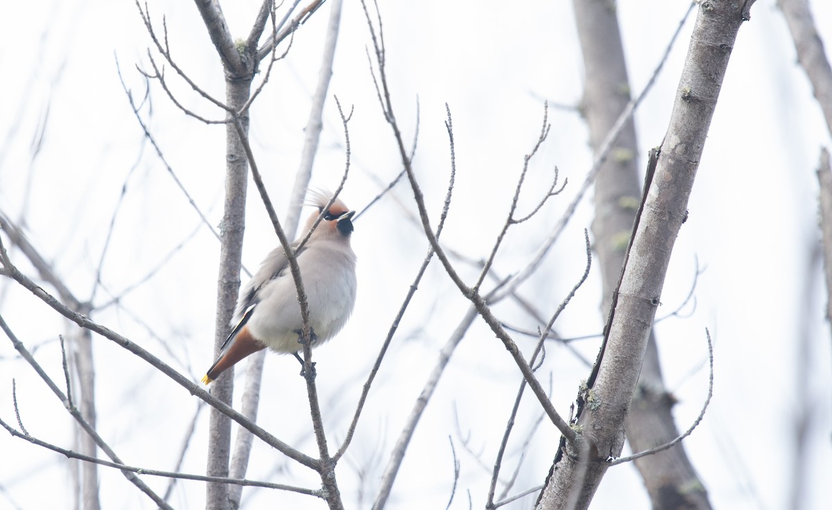 Шивэр энхэт бялзуухай - ML644541745