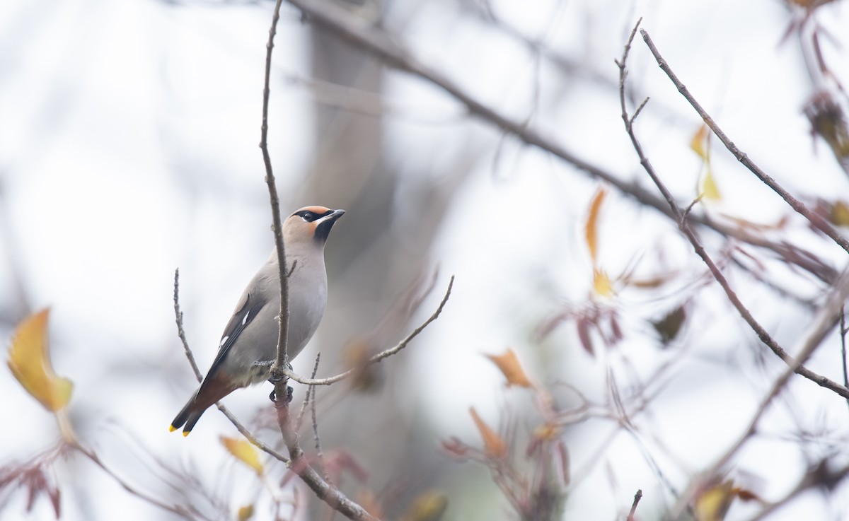 Шивэр энхэт бялзуухай - ML644541746